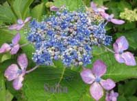 紫陽花